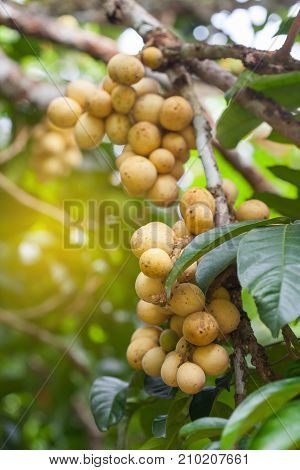 Longong fruit on tree in the garden