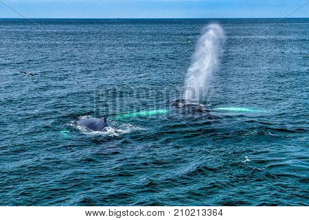 Humpback Whale Provincetown, Cape Cod, Massachussetts United States