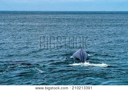 Humpback Whale Provincetown, Cape Cod, Massachussetts United States