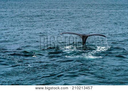 Humpback Whale Provincetown, Cape Cod, Massachussetts United States