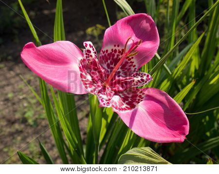 Beautiful blooming pink Tigridia pavonia flower .