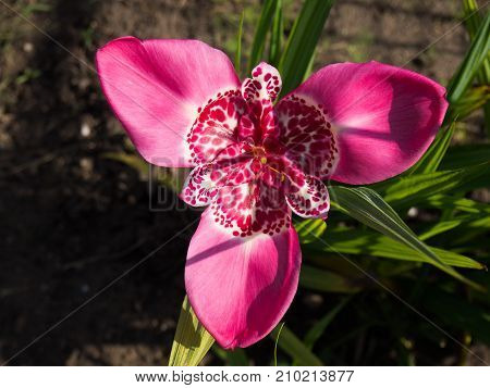 Beautiful blooming pink Tigridia pavonia flower .