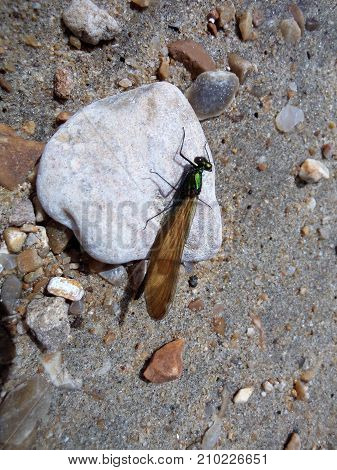 rarely seen river jewelwing damsellefly in Dorset