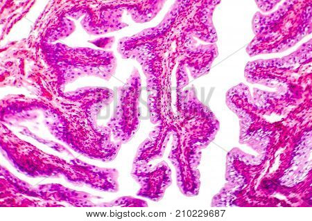 Transitional epithelium tissue of the urinary bladder under microscope, light micrograph, hematoxylin eosin staining
