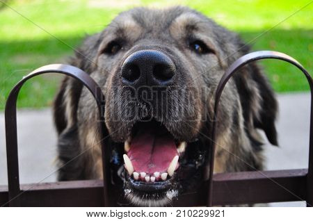 Dog waiting for food. The breed Sarplaninac is a large, strongly built dog.
