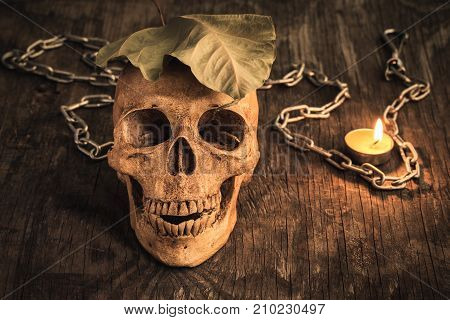 Skull on an old wooden background Phoney human skull on wooden floor Halloween concept