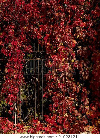 Autumn time. Tree-like girlish grapes (Parthenocissus quinquefolia) with red leaves. Selective focus.