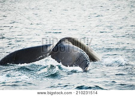 Humpback Whale Tail, Greenland