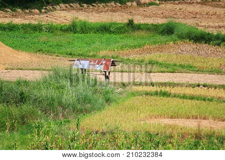 Asian rice fields and farmer hut in rainy season cultivation in the Thailand country. farm land