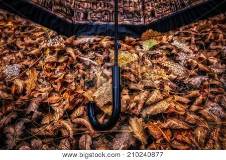 Inverted open umbrella lying on yellow maple leaves