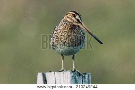 Snipe on a fence post in shetland
