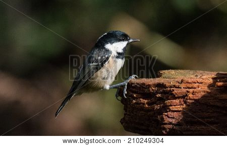 Coal Tit landing on a log, taken in October