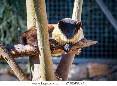 JERUSALEM, ISRAEL - JANUARY 23: The Yellow-throated marten, Martes flavigula, asian marten in Jerusalem Biblical Zoo, the Tisch Family Zoological Gardens in Jerusalem, Israel on January 23, 2017