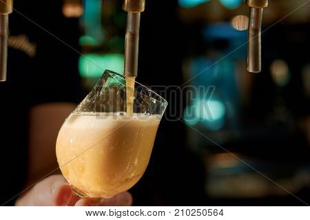 Bartender pouring fresh beer in pub. Close up barman hand dispensing lager beer in glass.