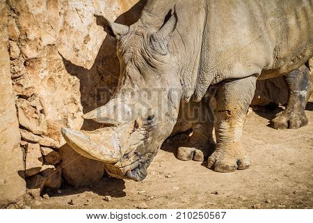 JERUSALEM, ISRAEL - JANUARY 23: The White Rhinoceros in Jerusalem Biblical Zoo, the Tisch Family Zoological Gardens in Jerusalem, Israel on January 23, 2017