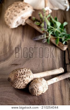 Macrolepiota Procera Is A Very Tasty Edible Mushroom