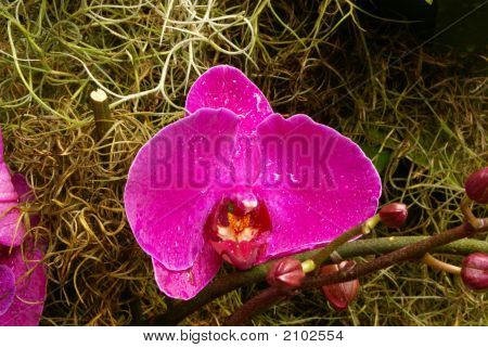 im Garten wachsen Blumen