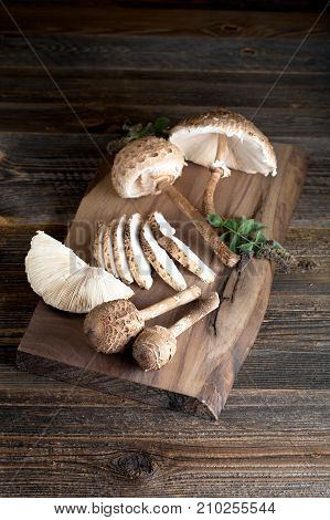 Macrolepiota Procera Is A Very Tasty Edible Mushroom