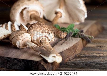 Macrolepiota Procera Is A Very Tasty Edible Mushroom