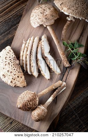 Macrolepiota Procera Is A Very Tasty Edible Mushroom