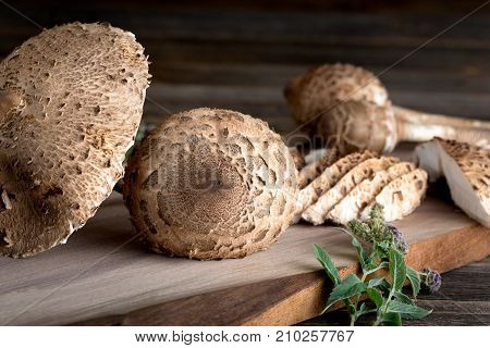 Macrolepiota Procera Is A Very Tasty Edible Mushroom