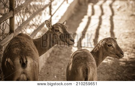 two sheep . In the park in nature