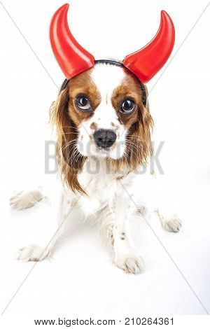 Devil dog illustration.  King charles spaniel with devil hat. Devil dog. Carnival evil devil costume. New Year's Eve.
masquerade Sylvester devil dog with horn.