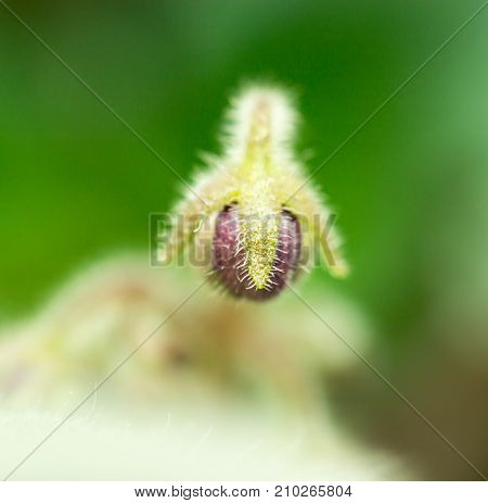 flower seedlings. macro . In the park in nature
