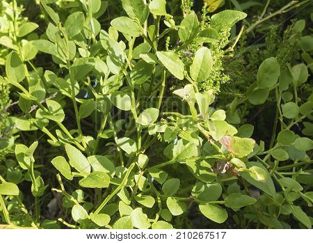 Bush Of Ripe Forest Blueberries On A Sunny Day