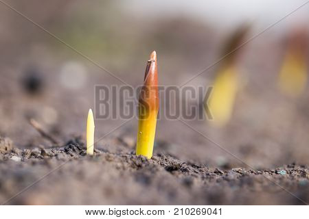 flower seedlings. macro . In the park in nature