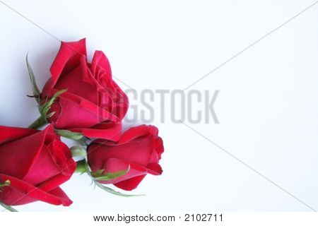 Elegant Red Roses On White Paper