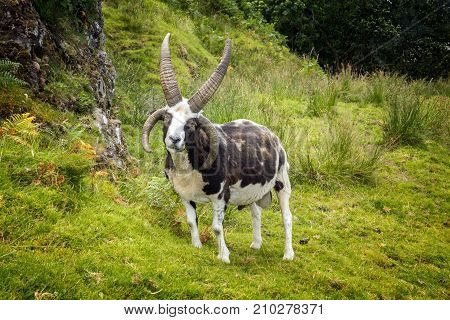 Creepy goat with four horns Isle of Kerrera Scotland.