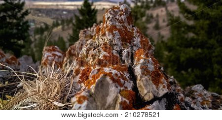White and orange formation on rock with trees on background