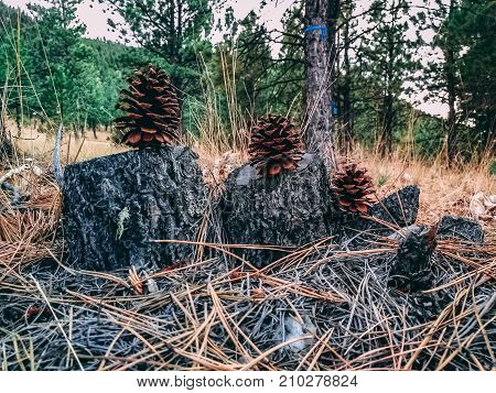 Three pine cones sitting on stump surrounded by red hues