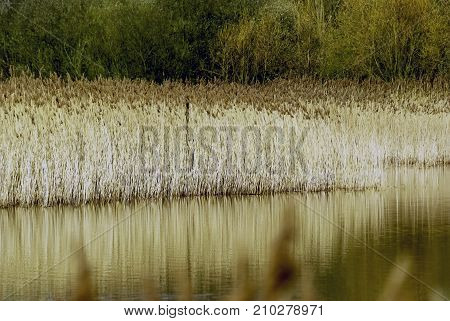 Golden reed / Bedfont Lakes Country Park, London