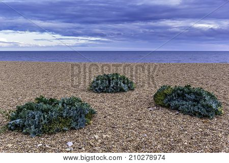 Sea Kale (Crambe maritima) plants growing on the beach in Dorset