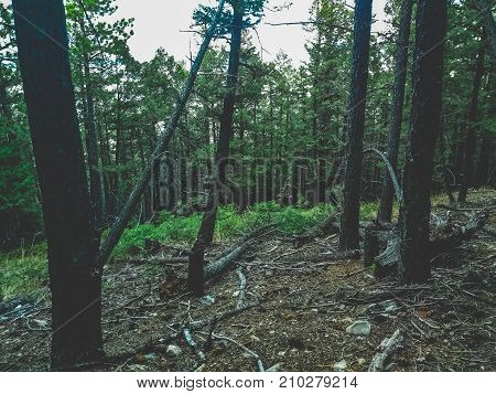 Green woods on slope in Helena Montana
