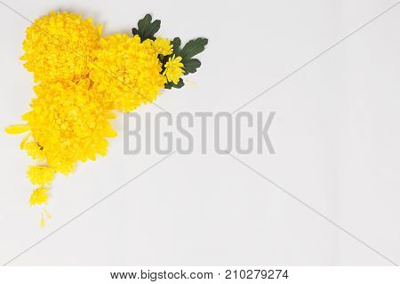 Flowers composition. Yellow chrysanthemums daisy flowers on white background. Romantic floral frame background. Easter autumn summer spring concept. Flat lay top view