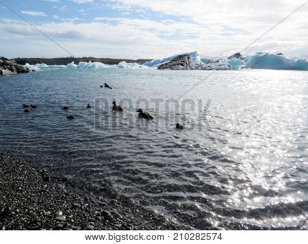 Ducks and ducklings in Jokulsarlon Glacier Lagoon in Iceland July 7 2017