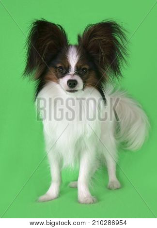 Beautiful young male dog Continental Toy Spaniel Papillon on a green background