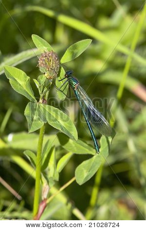 Mandlige stribede Agrion Vandnymfe