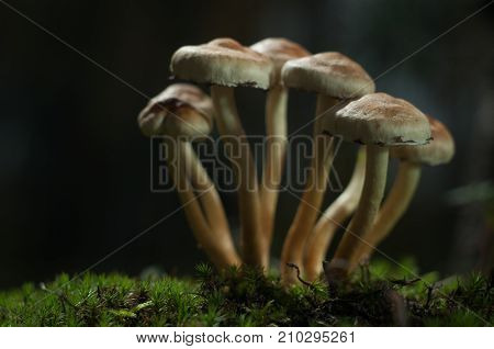 Mushrooms in the forest are illuminated by the sun's rays of light.