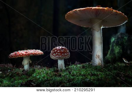 Mushrooms in the forest are illuminated by the sun's rays of light.