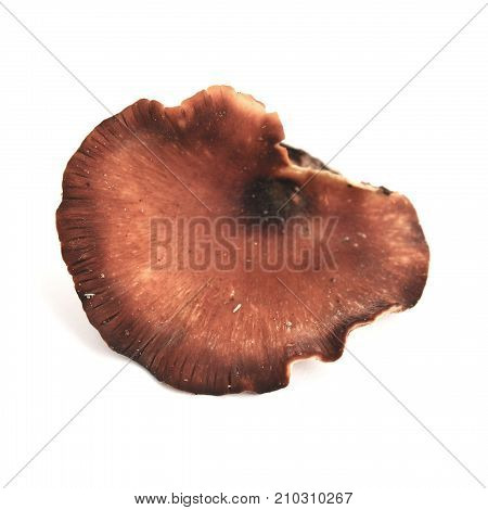 royoporus badius mushroom also known as picipes badius or the black foot polypore