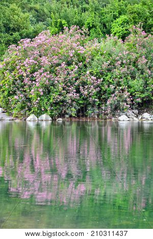 Lake , rose green and amazing reflection .