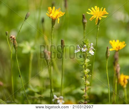 Closeup of flowers in a meadow in summer in the Austrian alps