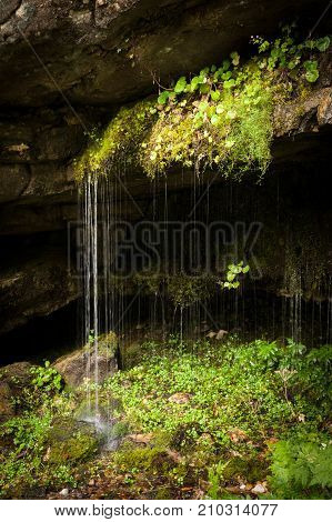 Closeup of water dribbling from plants growing on rocks after heavy rainfalls