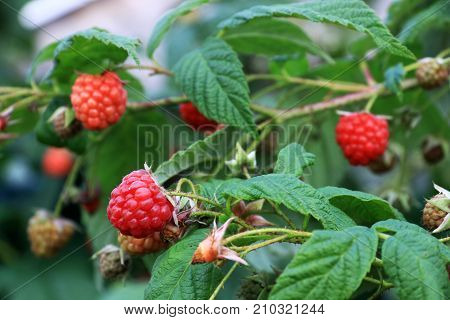 The raspberry- Rubus idaeus is a healthy fruit type