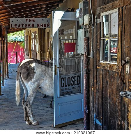 OATMAN, ARIZONA, USA - MAY 14, 20017: Stubborn Donkey in a Shop Door on historic Route 66 in Oatman, Arizona