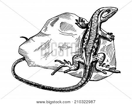 lizard on stone animal engraving vector illustration. Scratch board style imitation. Hand drawn image.